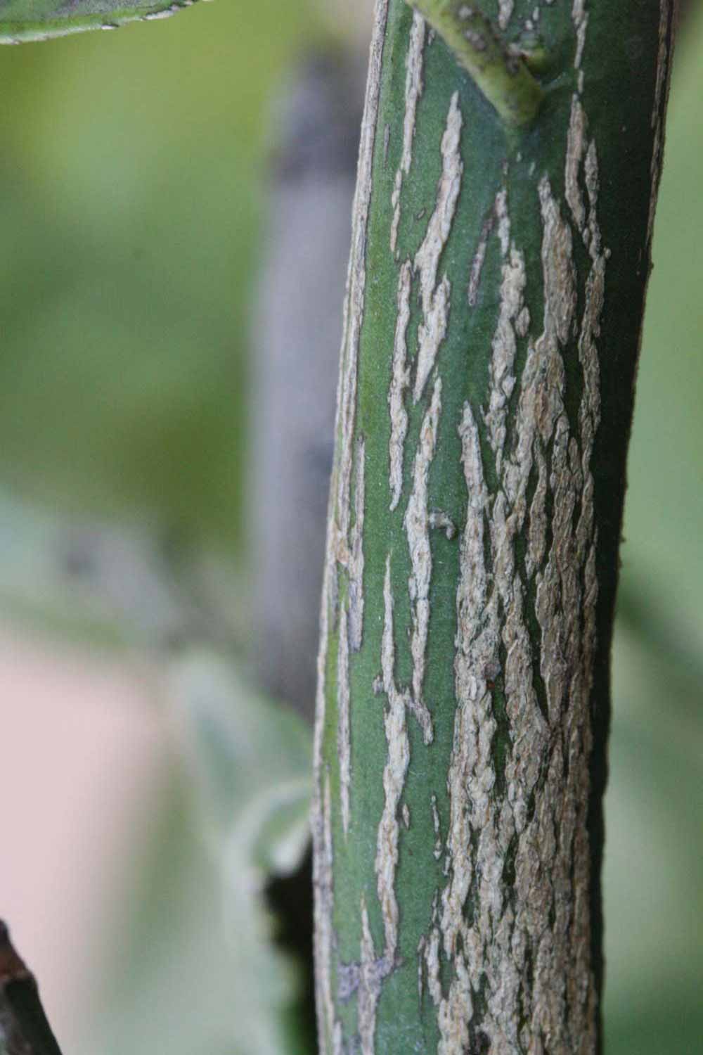              Second - third year twig (Riverside, CA)       